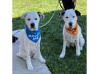 Adopt Kenzie a Great Pyrenees