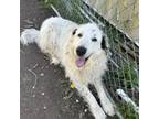 Adopt Kenzie a Great Pyrenees