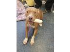 Adopt KARMA a Pit Bull Terrier, Mixed Breed