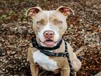 Adopt KENNEDY a Pit Bull Terrier, Mixed Breed