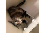 Adopt Ling a Domestic Short Hair