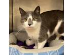 Adopt Calypso a Domestic Short Hair