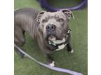 Adopt Janis a Pit Bull Terrier, Mixed Breed