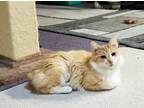 Adopt Charmaine a Domestic Long Hair, Tabby