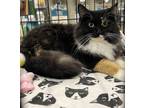 Adopt Dixie Chick a Calico, Domestic Long Hair