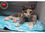 Adopt Gloria a Domestic Short Hair