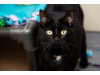 Adopt Shadow a Domestic Short Hair