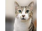 Adopt Tennis a Domestic Short Hair