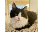 Adopt Peanut a Domestic Long Hair