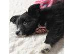 Adopt Skye a Australian Shepherd, Mixed Breed