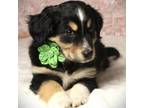 Adopt Sweetie a Australian Shepherd, Mixed Breed