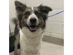 Adopt Willa Dean a Collie, Australian Shepherd