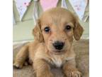 Dachshund Puppy for sale in Sarcoxie, MO, USA