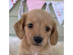 Dachshund Puppy for sale in Sarcoxie, MO, USA