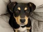 Adopt TESSA a Rottweiler, Mixed Breed