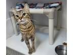Adopt LUCY a Domestic Short Hair