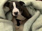 Adopt DUCHESS a Pit Bull Terrier, Mixed Breed