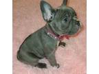 French Bulldog Puppy for sale in Graham, WA, USA