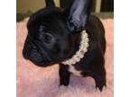 French Bulldog Puppy for sale in Graham, WA, USA