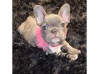 French Bulldog Puppy for sale in Graham, WA, USA