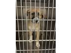 Adopt A429113 a Anatolian Shepherd, Mixed Breed