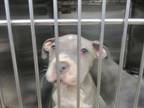 Adopt A429068 a Pit Bull Terrier, Mixed Breed