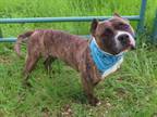 Adopt MARGARET a Pit Bull Terrier, Mixed Breed