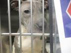 Adopt A429067 a Pit Bull Terrier, Mixed Breed