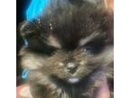 Pomeranian Puppy for sale in Epsom, NH, USA