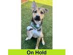 Adopt Bruschetta a Mixed Breed