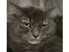 Adopt Princess a Domestic Medium Hair, Domestic Short Hair