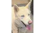 Adopt Hera a Siberian Husky