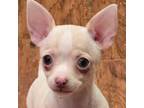 Chihuahua Puppy for sale in Titusville, FL, USA