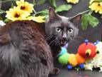 Adopt Salem a Domestic Short Hair