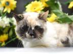 Adopt Speckles a Snowshoe