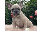 French Bulldog Puppy for sale in Boston, MA, USA