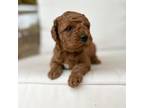 Miniature Labradoodle Puppy for sale in Due West, SC, USA