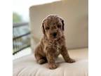 Miniature Labradoodle Puppy for sale in Due West, SC, USA