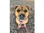 Adopt NINA a Pit Bull Terrier