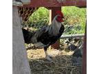 Adopt Sunday a Chicken