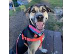 Adopt River a Mixed Breed