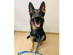 Adopt Tokyo a German Shepherd Dog, Mixed Breed