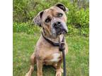 Adopt Trudy a Boxer, Pit Bull Terrier
