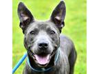 Adopt Candi a Pit Bull Terrier