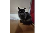 Adopt Newton Ransom 8 a Domestic Medium Hair, Domestic Short Hair