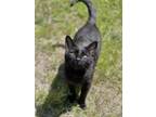 Adopt Ramona a Domestic Short Hair