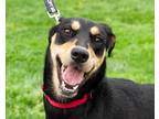 Adopt Meeka a Mixed Breed