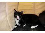 Adopt Bashful a Domestic Short Hair