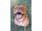 Adopt Ms. Red a Mixed Breed