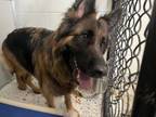 Adopt Lindsey a German Shepherd Dog, Mixed Breed